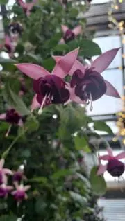 きのこたけのこの画像
