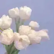 Nanaの画像