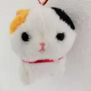 ミケちゃんの画像