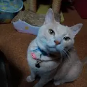 ゆりやん