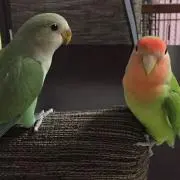 メロン