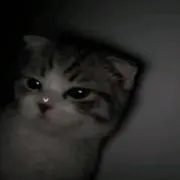 るんの画像