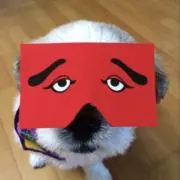 momoinuko