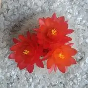 。:°ஐ..♡*ゆぅりん。:°ஐ..♡*