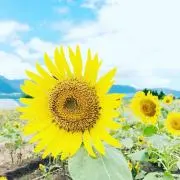 CoCoの画像