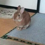 かもめーるの画像