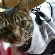 ナンチャン『サンリオ&洋服断捨離中』の画像