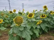 ましゅまろ★プロフ必読★の画像