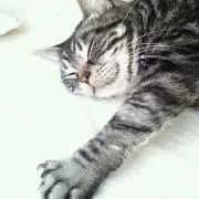 ちくわの画像