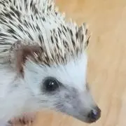 モカピー※プロフィール見て下さいの画像