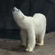 白もん