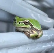 ポンチの画像