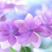 あじさいの画像