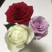 さきの画像