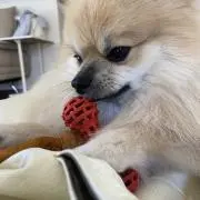 ミルショコ☆の画像