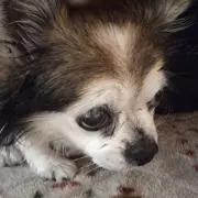ティンクの画像