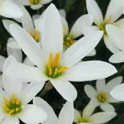 nicomaru