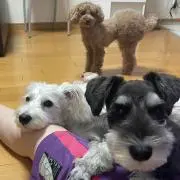 とうもろこしの画像