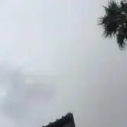 もみじの画像