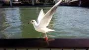 ニクスの画像