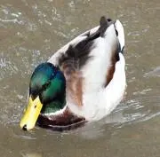 Miの画像