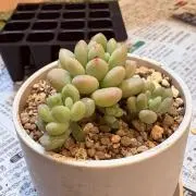 なべこの画像