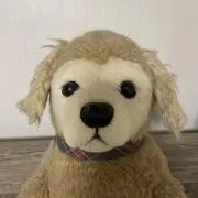 きぃちゃんの画像