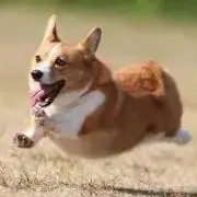 よいを【匿名配送】の画像