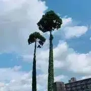 にるの画像