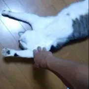 ネコ