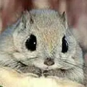 ももんが 【発送遅れるかも】の画像