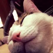 小麦の画像