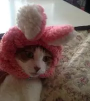 モモの画像
