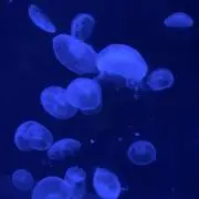 海月☆プロフ必読☆の画像
