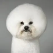 にこいぬ