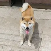 おもちたろうの画像