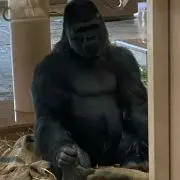 ごりごり