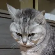 aum⭐の画像