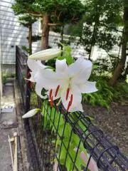 まろんの画像