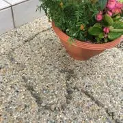 ちょちょの画像