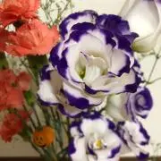 メルにゃあーの画像