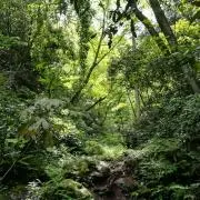 のりの画像