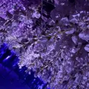 あまるん。