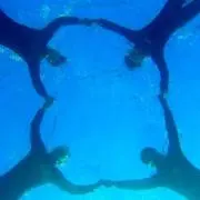 アボカドの画像