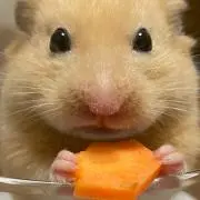 けいた