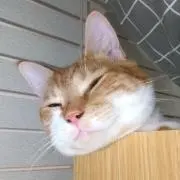 あるらい☆