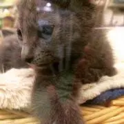 すー