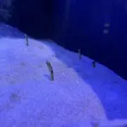 ☆の画像