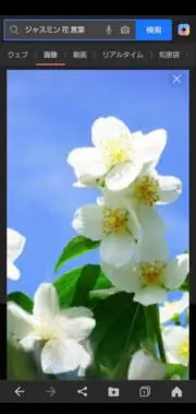 JASMINE.11Tの画像