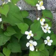hirohiroの画像